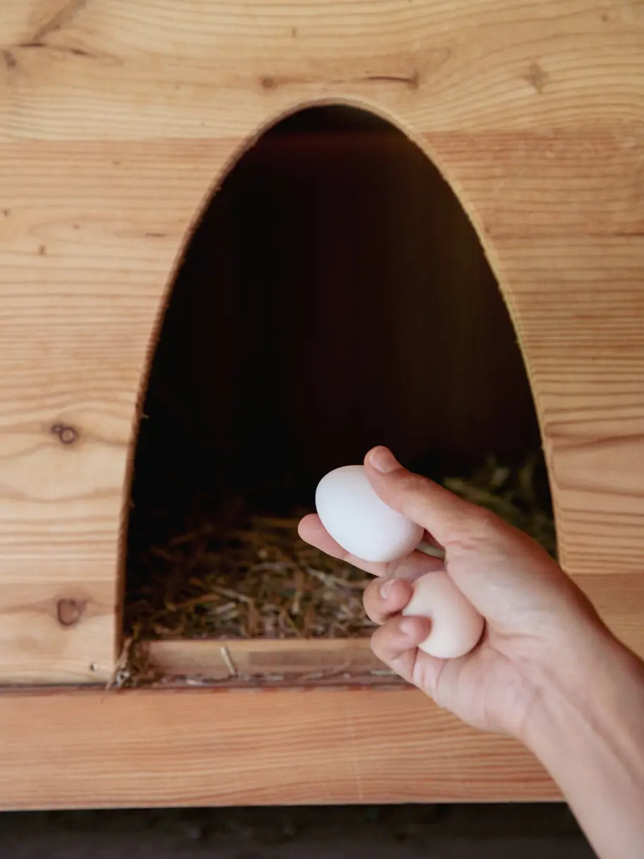 Chicken Coop © Giada Mariani