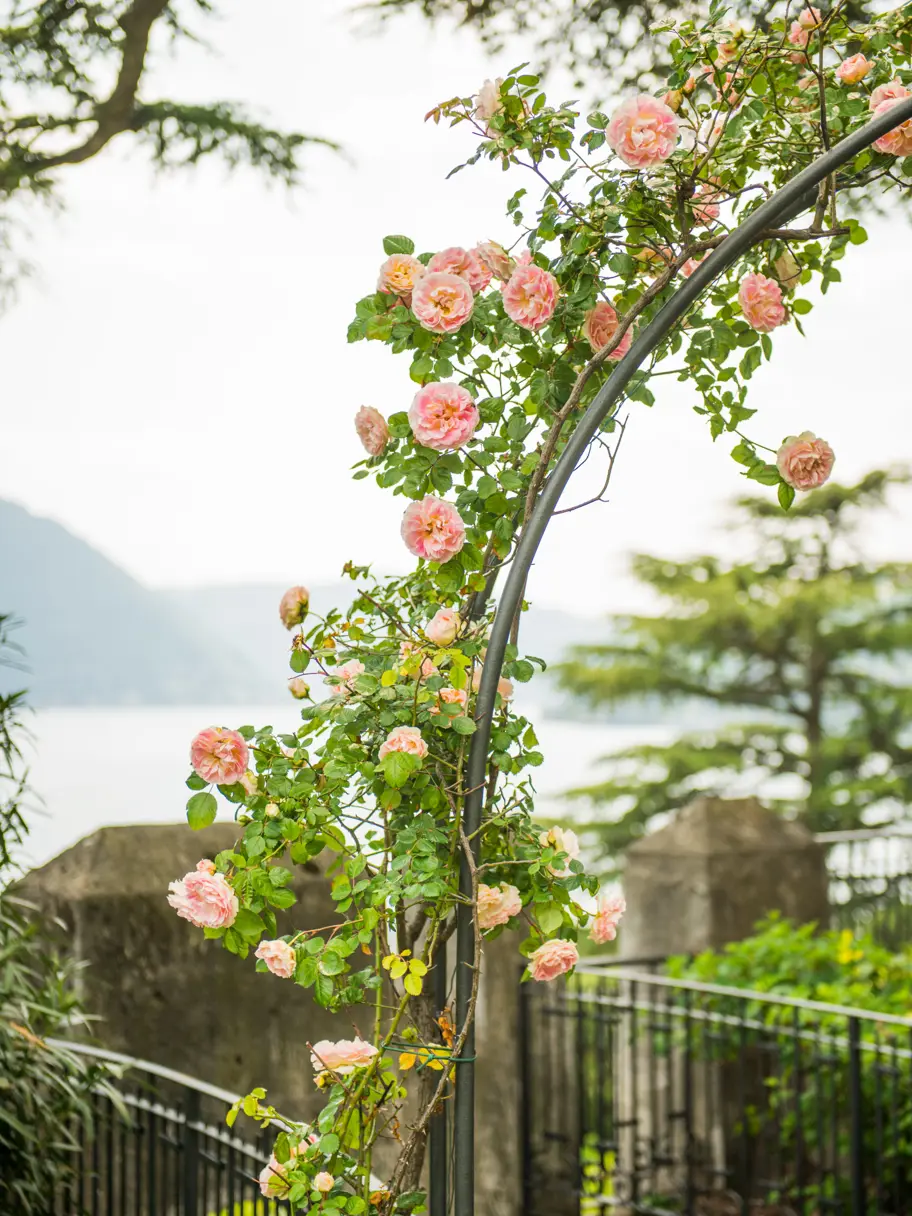 Passalacqua Luxury Hotel Lake Como 00 Roses Arch At Casa Al Lago