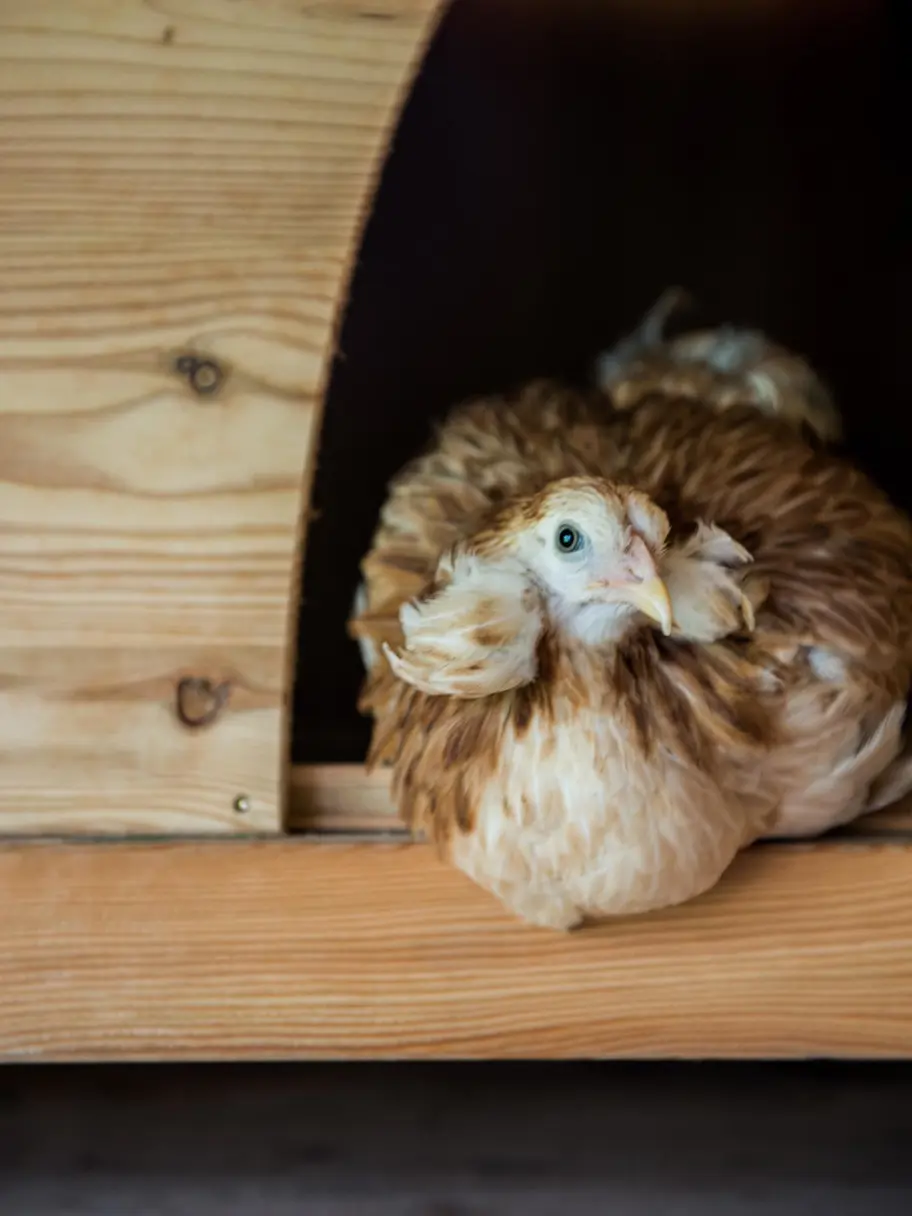 Hen House Ricky Monti